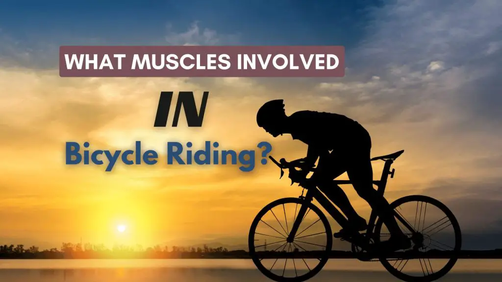 Muscles Involved in Bicycle riding